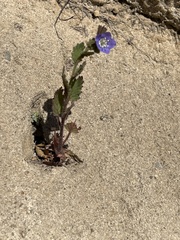 Phacelia viscida