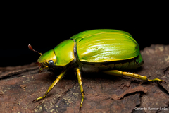 Chrysina colima