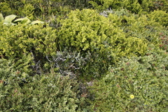 Sideroxylon inerme inerme