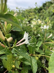 Lonicera japonica