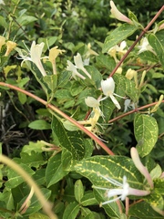 Lonicera japonica