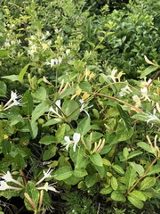 Lonicera japonica