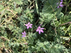 Erodium cicutarium