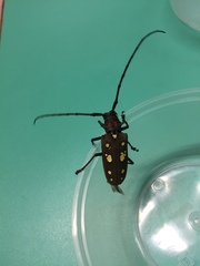 Batocera rubus