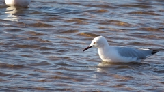 Chroicocephalus genei
