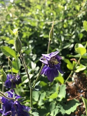 Aquilegia vulgaris