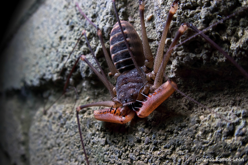 Acanthophrynus coronatus