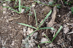 Allium decipiens quercetorum