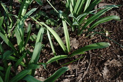 Allium decipiens quercetorum