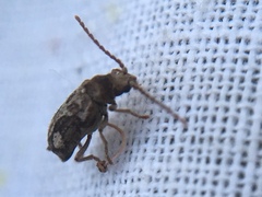 Ptinomorphus imperialis