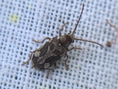 Ptinomorphus imperialis