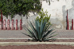 Agave