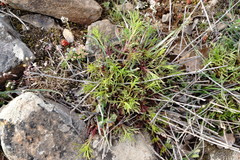 Stachys angustifolia