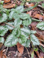 Lamium galeobdolon argentatum