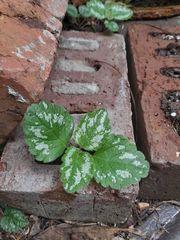 Lamium galeobdolon argentatum