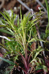 Stachys angustifolia