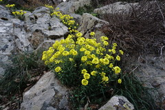 Alyssum calycocarpum