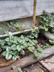 Lamium galeobdolon argentatum