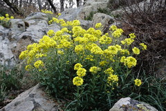 Alyssum calycocarpum