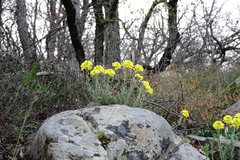 Alyssum calycocarpum