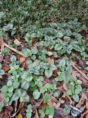 Lamium galeobdolon argentatum