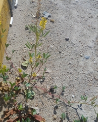 Melilotus indicus