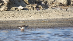 Calidris pugnax