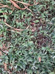 Tradescantia fluminensis