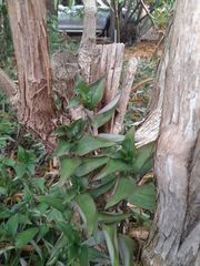 Tradescantia fluminensis