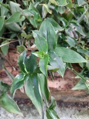 Tradescantia fluminensis