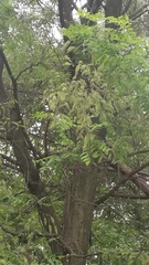 Gleditsia sinensis