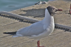 Chroicocephalus ridibundus