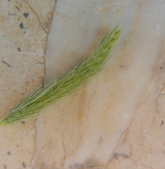 Poaceae