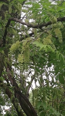 Gleditsia sinensis
