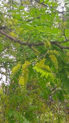 Gleditsia sinensis
