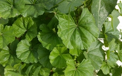Malva