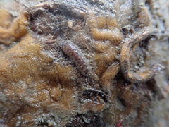 Flabelligera affinis