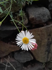 Erigeron karvinskianus