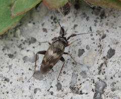 Spanagonicus albofasciatus