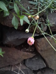 Erigeron karvinskianus