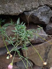 Erigeron karvinskianus