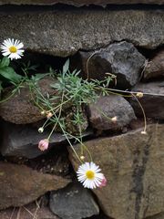 Erigeron karvinskianus