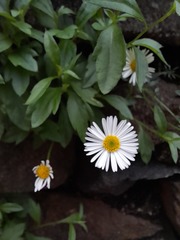 Erigeron karvinskianus
