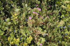 Lysimachia arvensis caerulea