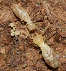 Reticulitermes grassei