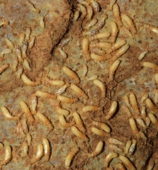 Reticulitermes grassei