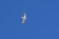 Larus argentatus