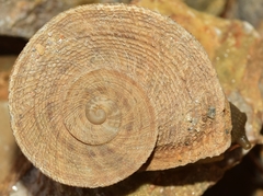 Iberus gualtieranus gualtieranus