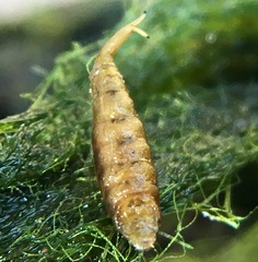 Ephydra