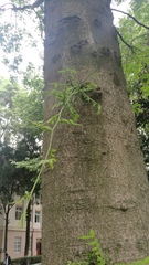 Gleditsia sinensis